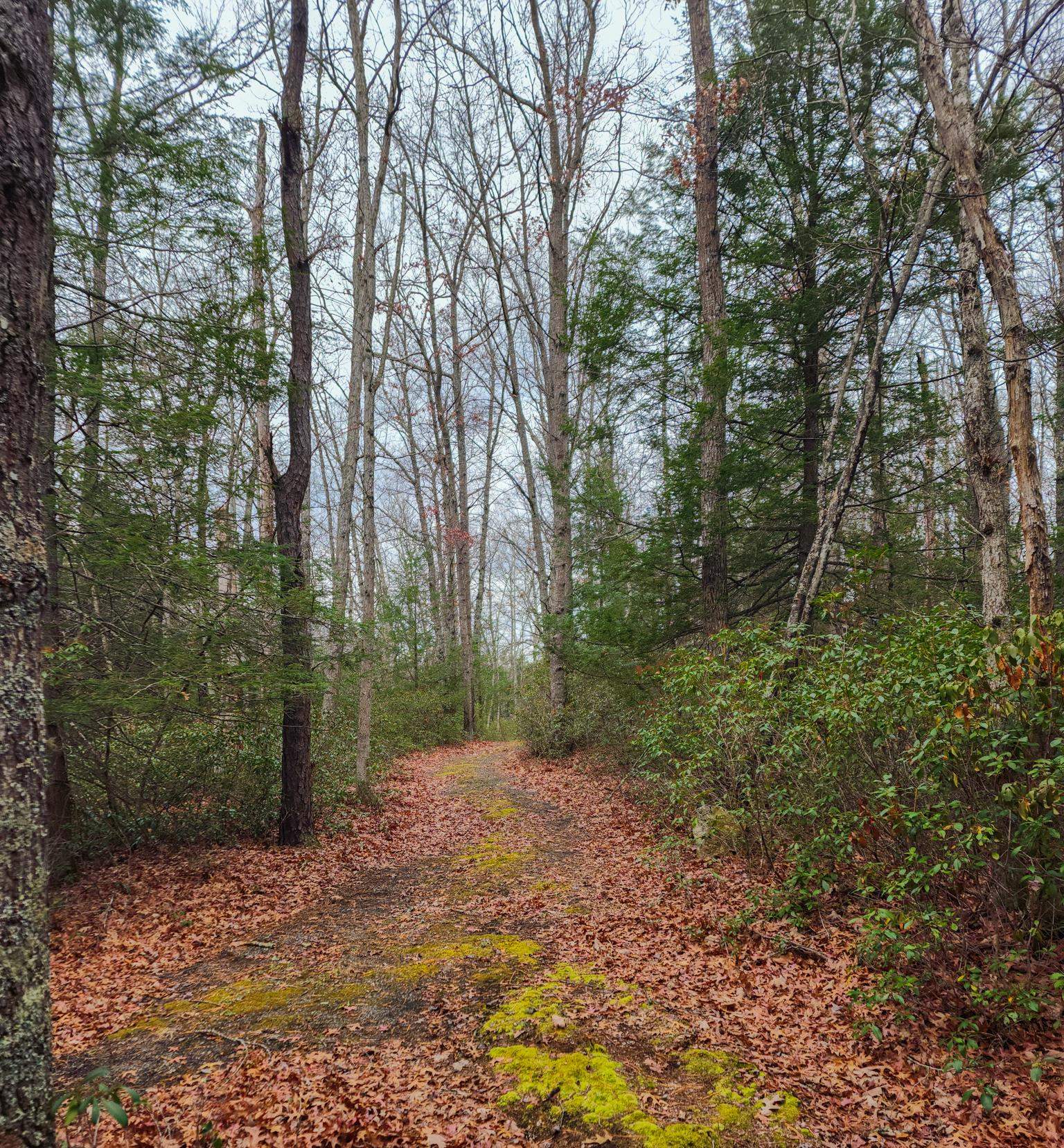 3763 Potomac River Road Monterey, VA 24465 - Photo 11 of 23 a view of a forest with trees