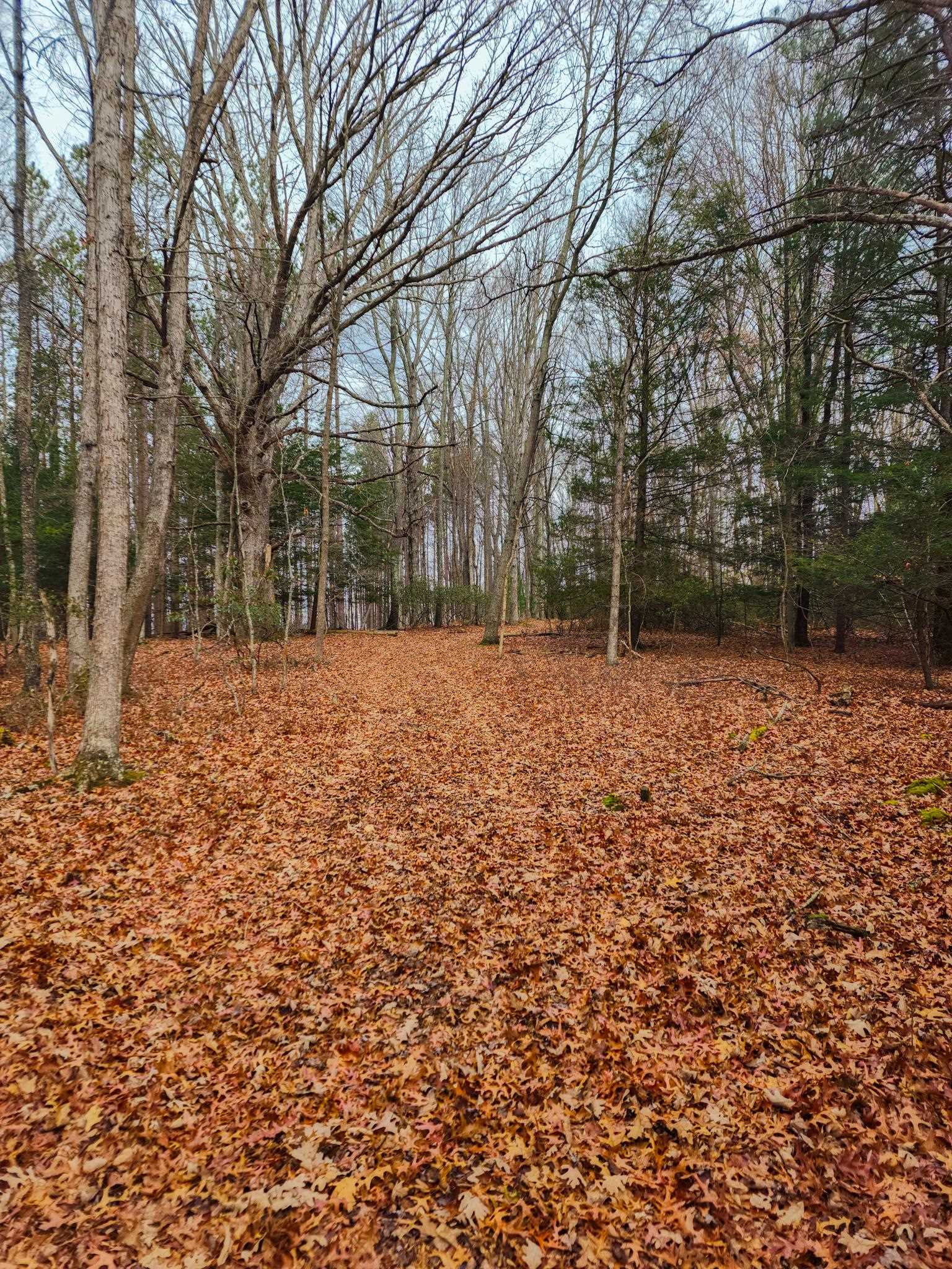 3763 Potomac River Road Monterey, VA 24465 - Photo 12 of 23 a backyard of a house with lots of green space