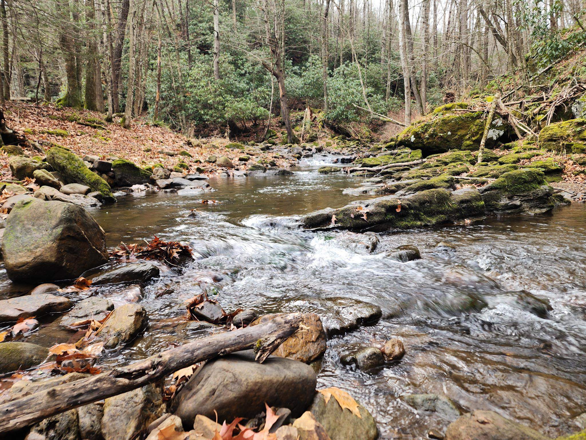 3763 Potomac River Road Monterey, VA 24465 - Photo 2 of 23 a view of a forest with lots of trees