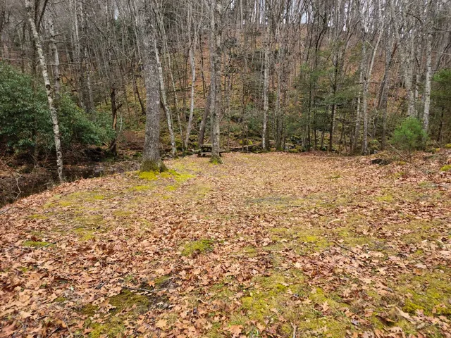 a view of a yard with trees