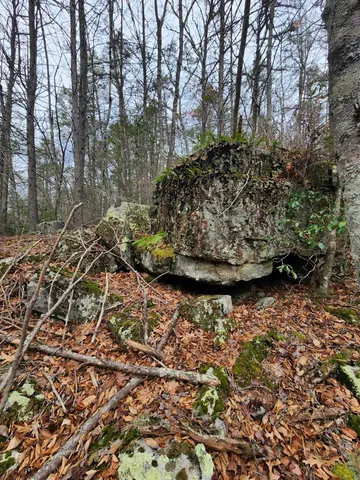 a view of a garden with large trees
