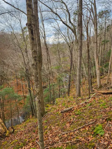 a backyard of a house with large trees