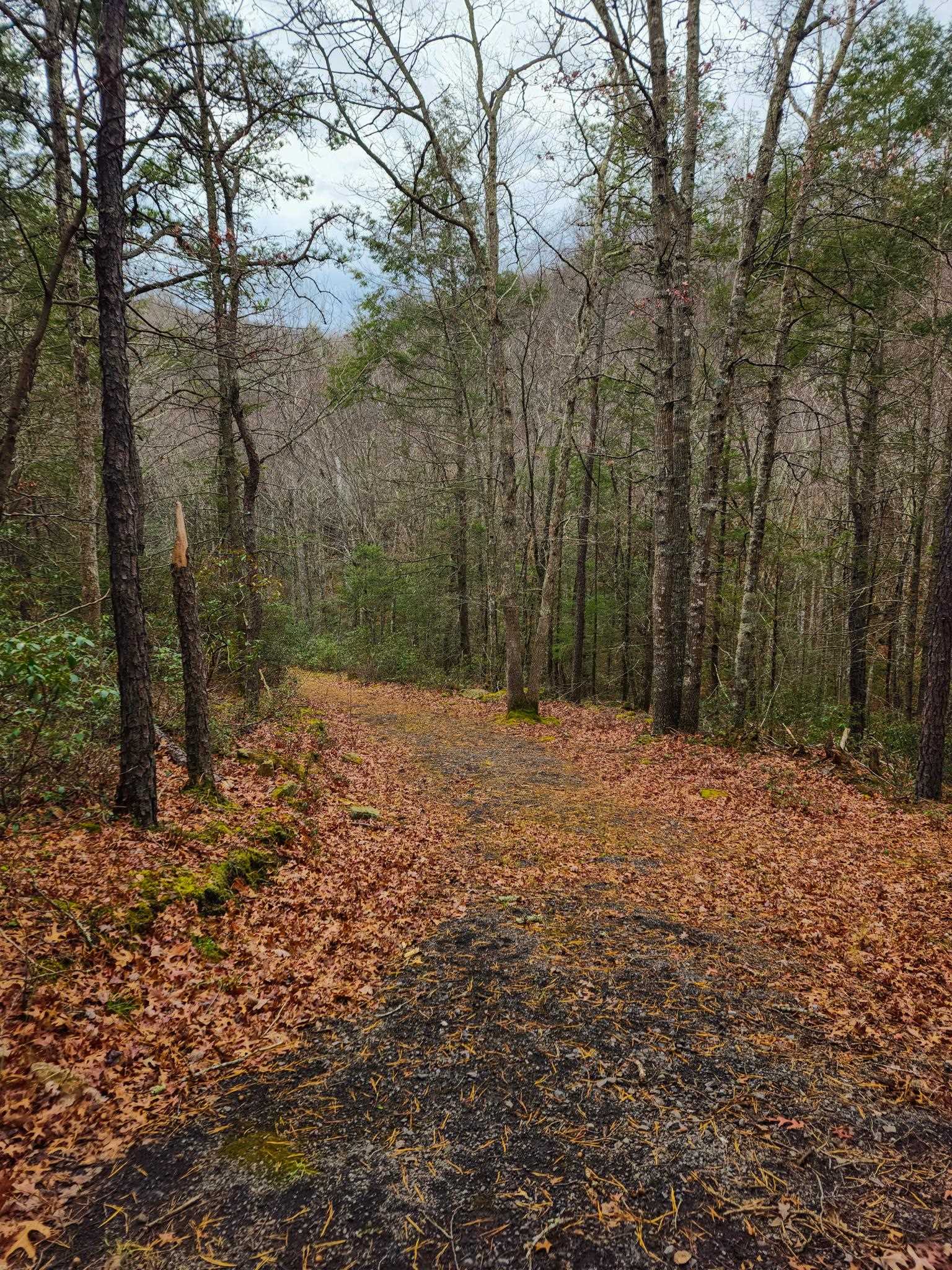 3763 Potomac River Road Monterey, VA 24465 - Photo 10 of 23 a backyard of a house with large trees