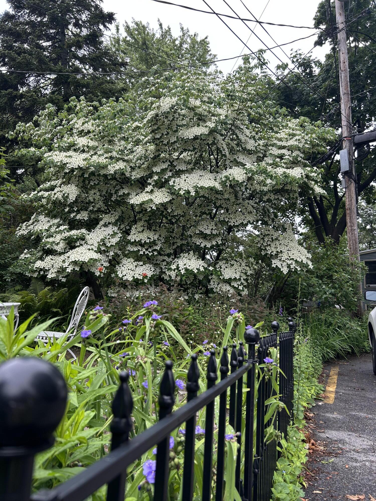 49 Deering Street Portland, ME 04101 - Photo 87 of 99 IMG_4522