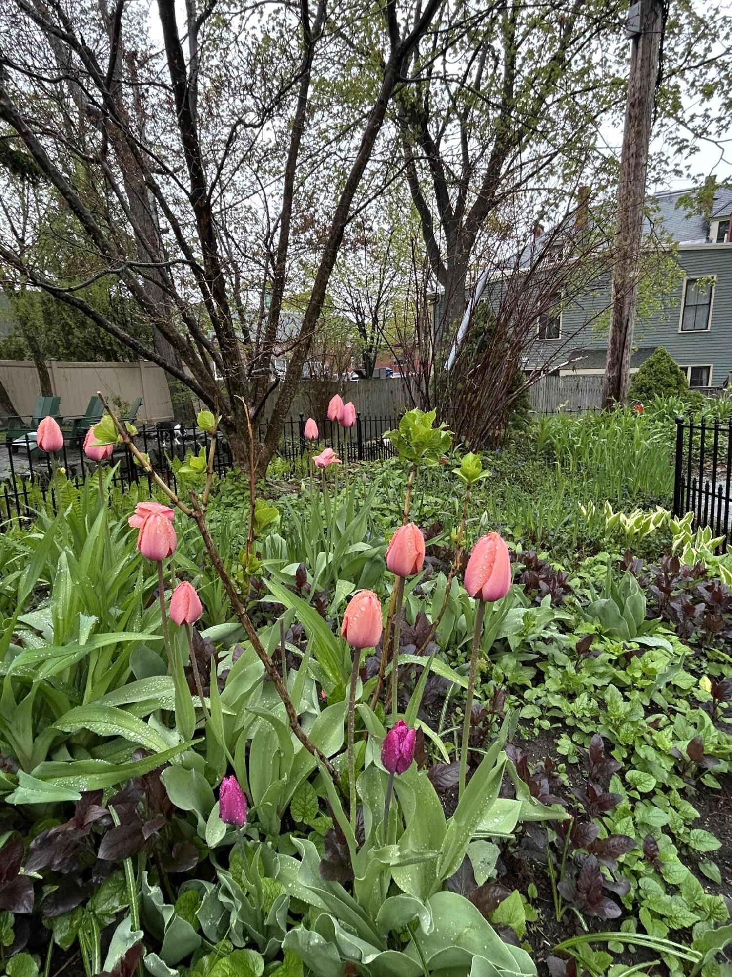49 Deering Street Portland, ME 04101 - Photo 92 of 99 IMG_4154