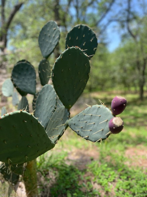 344-343 Bateman Road Red Rock, TX 78662 - Photo 11 of 13