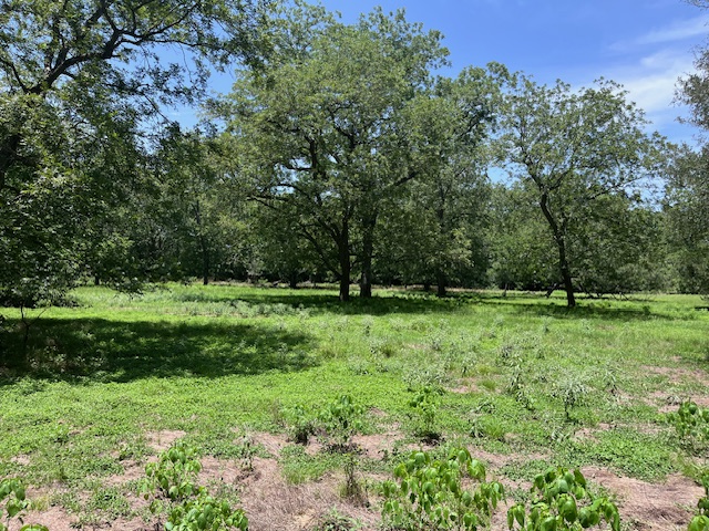 344-343 Bateman Road Red Rock, TX 78662 - Photo 9 of 13