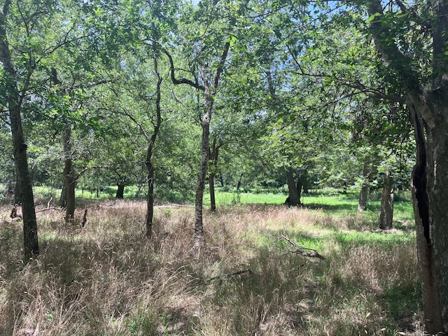 344-343 Bateman Road Red Rock, TX 78662 - Photo 10 of 13