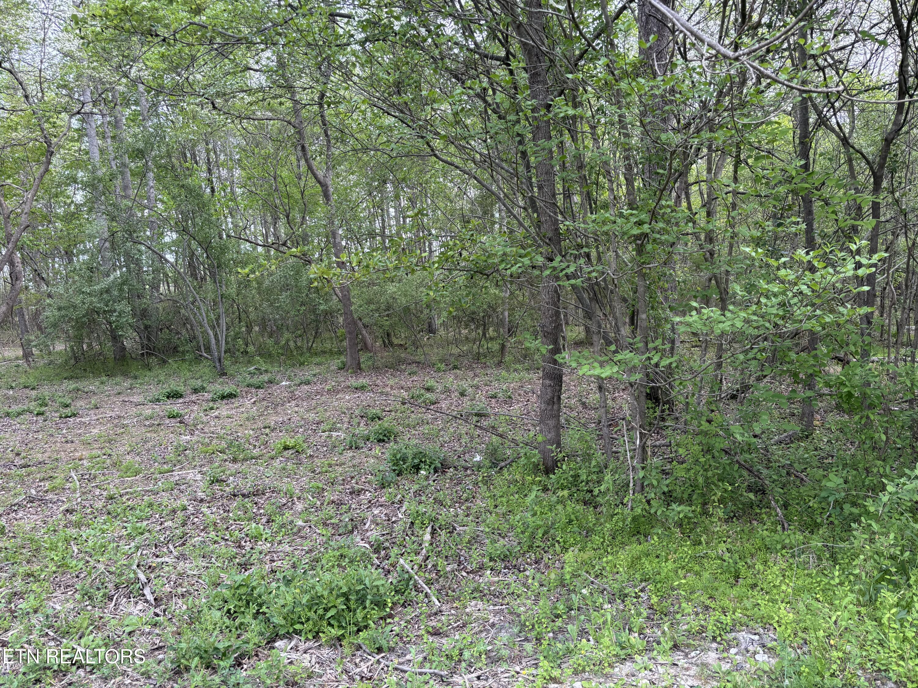 182 Nydeck Road Robbins, TN 37852 - Photo 10 of 23 IMG_5734