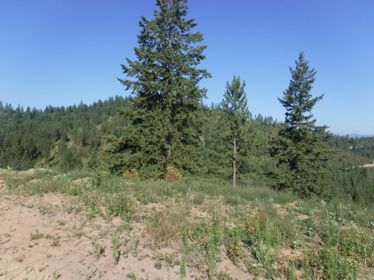 Lot 5 Moose Ridge Way Loon Lake, WA 99148 - Photo 5 of 12
