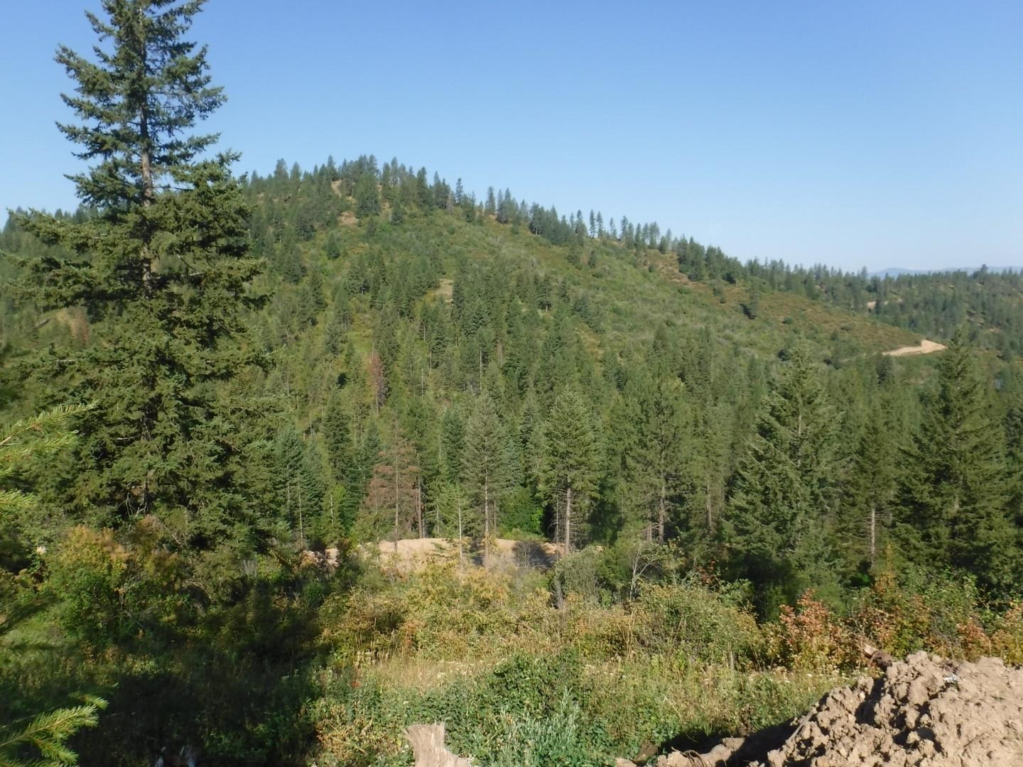 Lot 5 Moose Ridge Way Loon Lake, WA 99148 - Photo 10 of 12