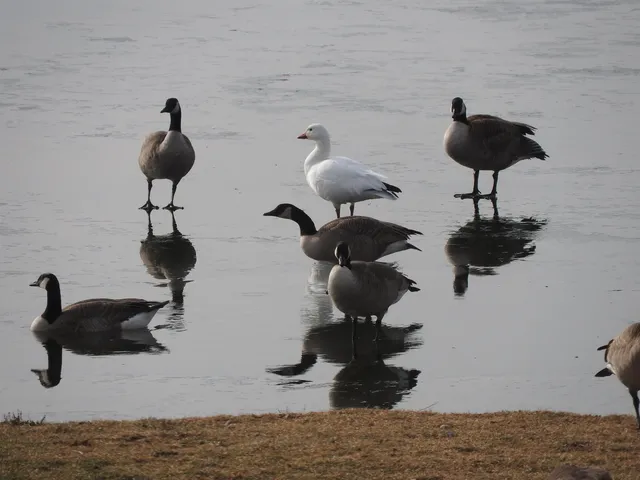 a vase of flowers sitting on a table
