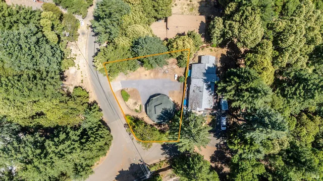 a close up of a plant in a garden