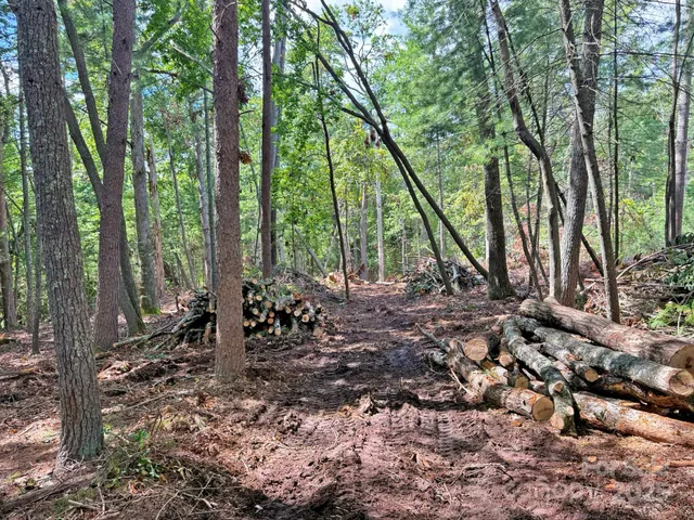 a view of a backyard with plants and large trees