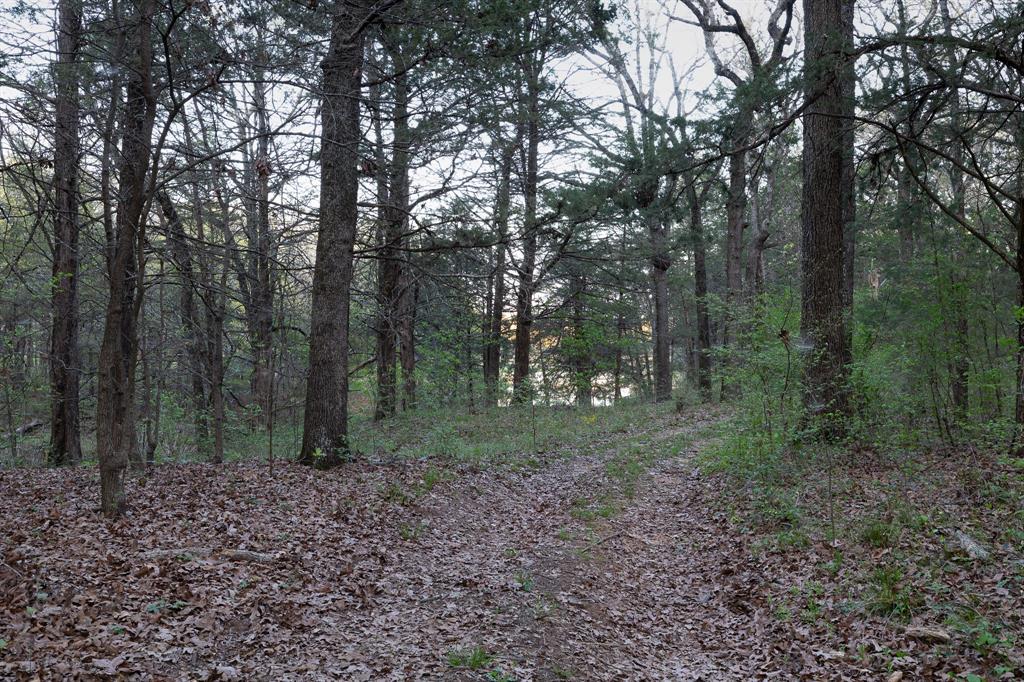 182 Huts Crossing Sadler, TX 76264 - Photo 34 of 40 a view of a forest that has large trees