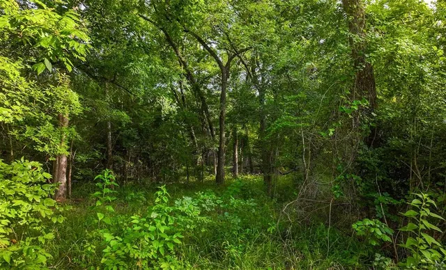 a view of a lush green forest with lots of trees