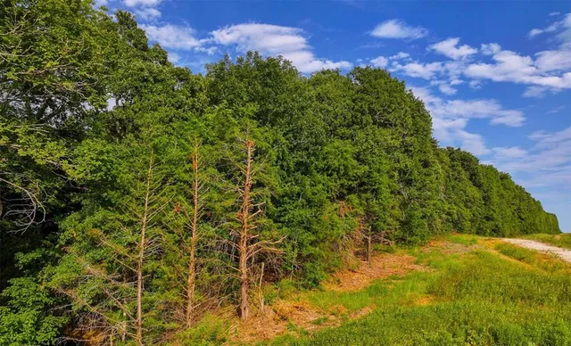 a view of a bunch of plants and trees