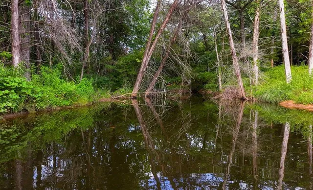 a view of a yard with plants and large trees