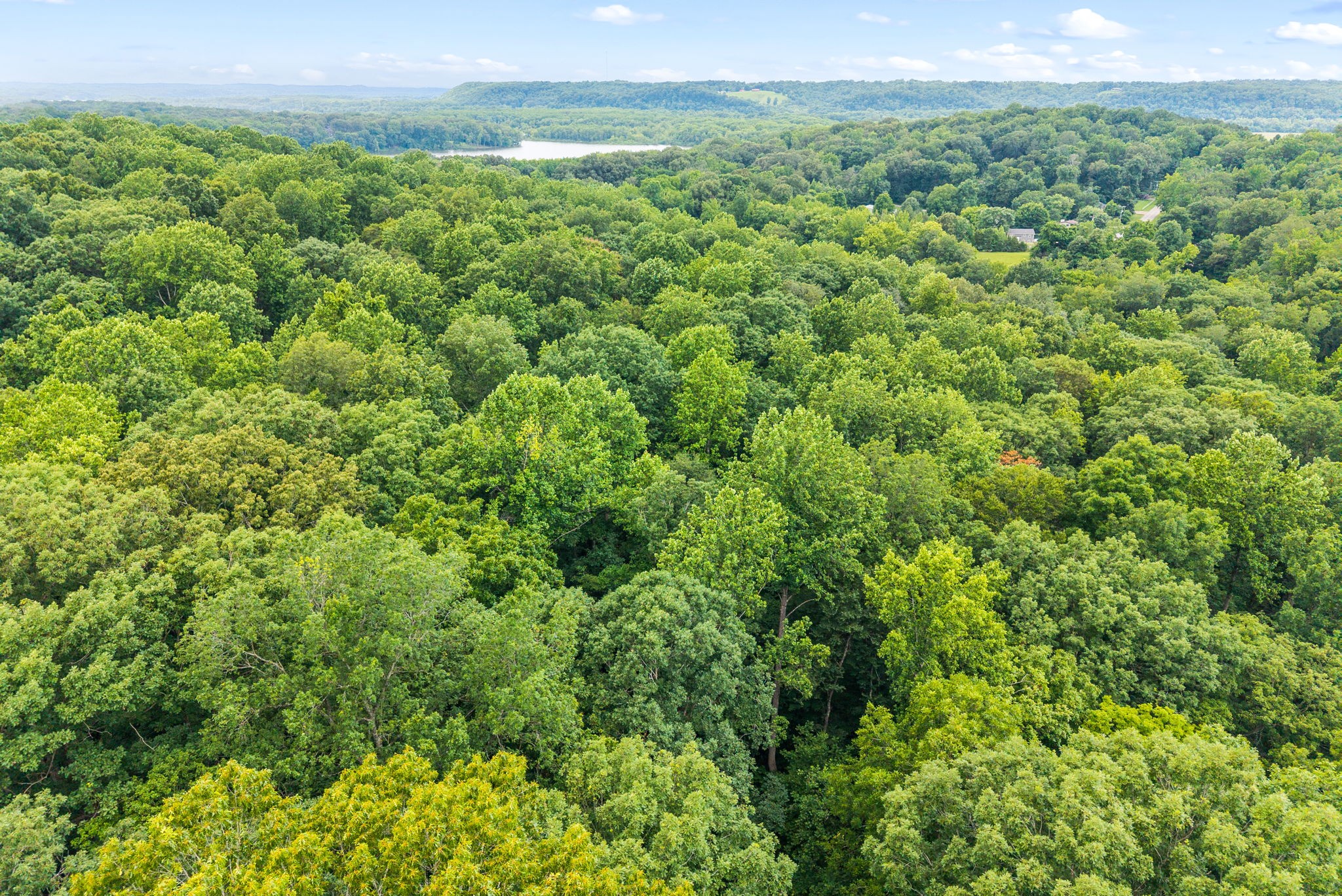 196 Wildlife Road Dover, TN 37058 - Photo 77 of 98 a view of a green field with lots of bushes