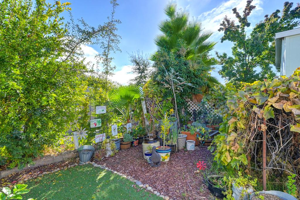 7512 Bufflehead Lane Citrus Heights, CA 95621 - Photo 51 of 52 a view of a backyard with plants and large trees