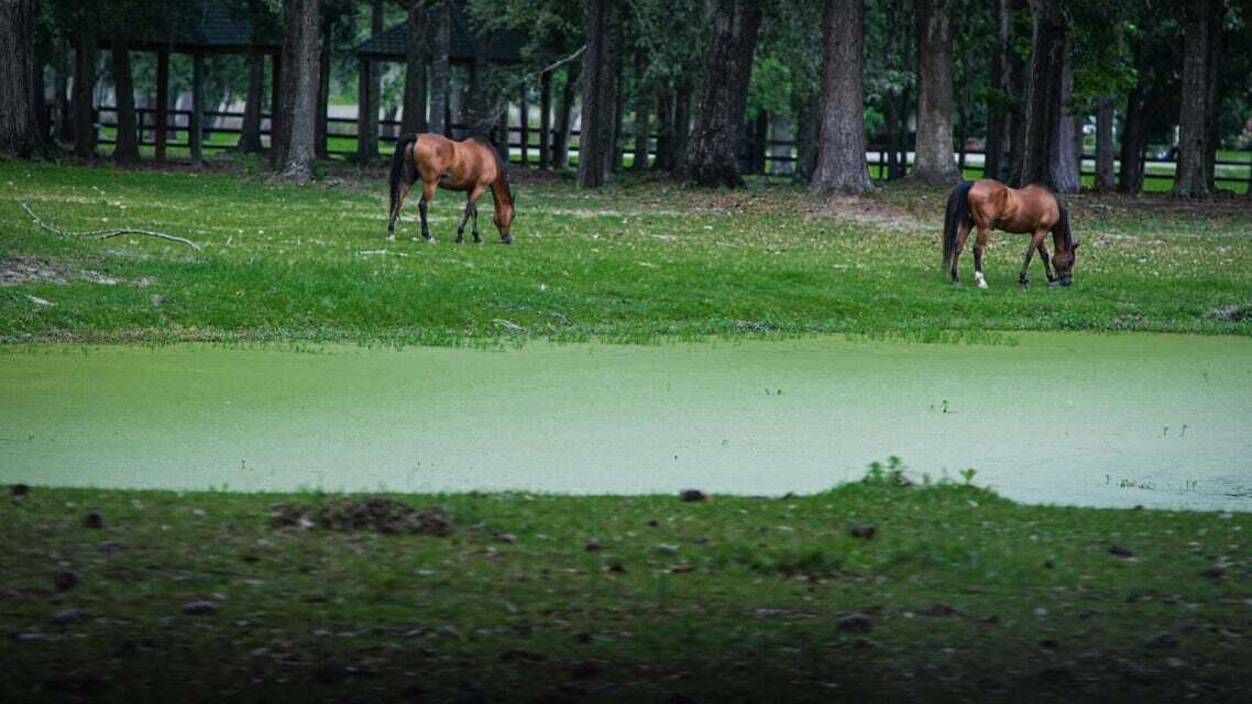 4715 Gold Cup Lane Hollywood, SC 29449 - Photo 56 of 58 stono horses