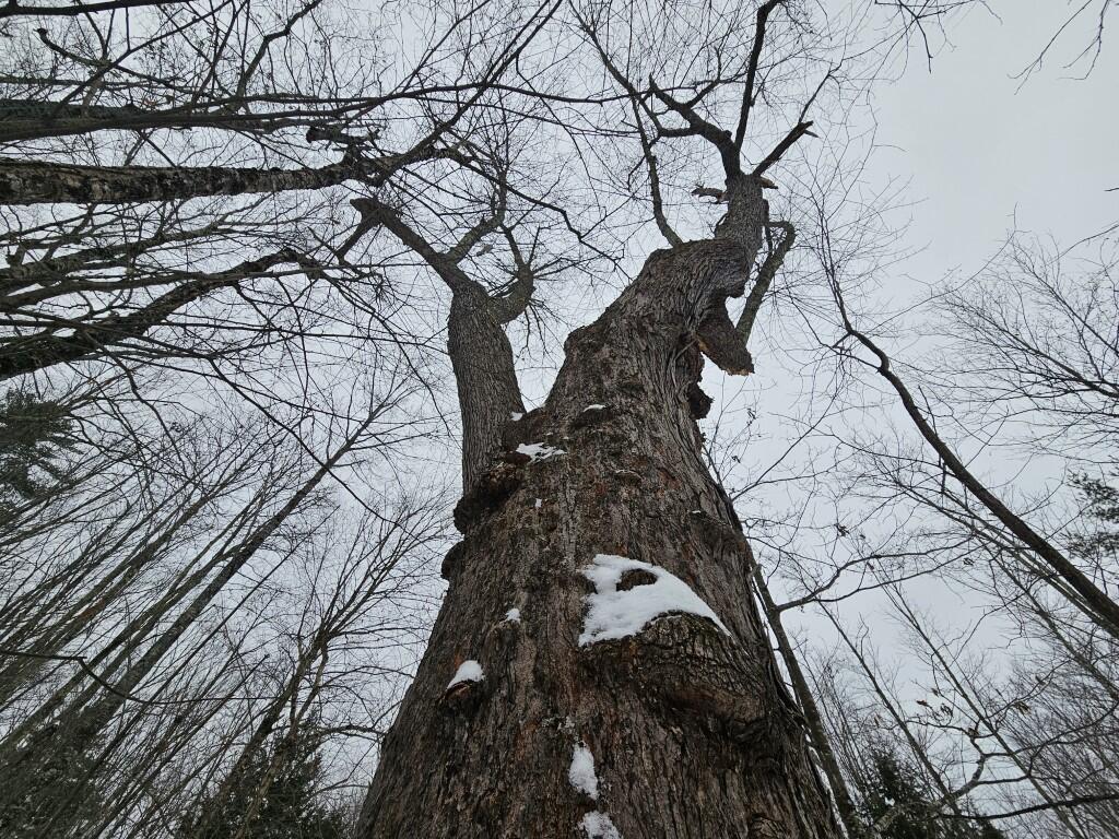 33 North Fryeburg Road Fryeburg, ME 04037 - Photo 9 of 36 9 Large tree