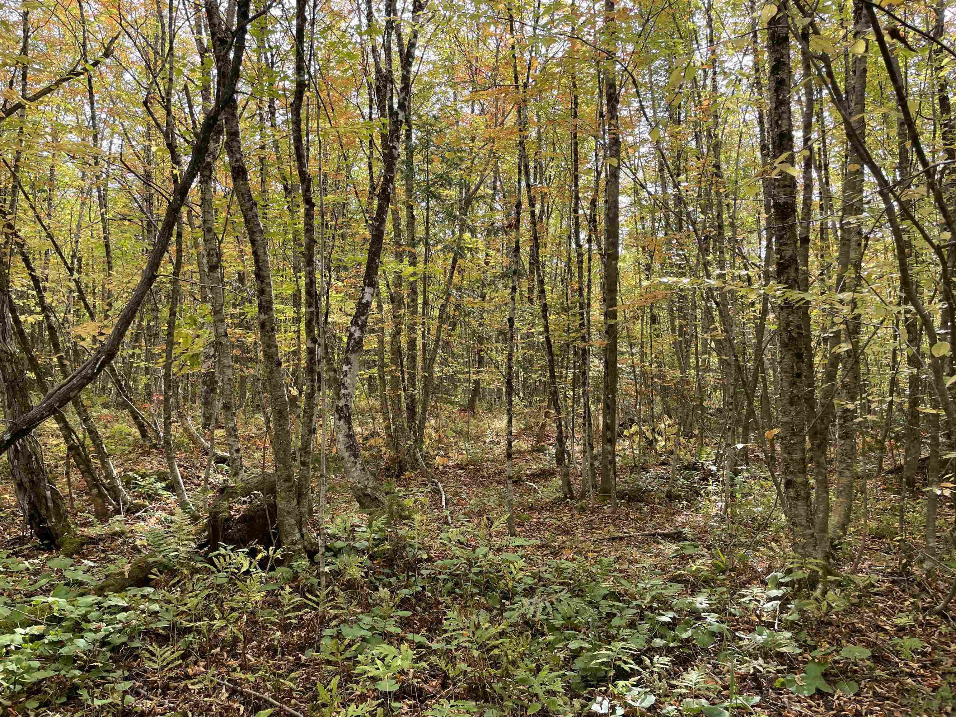 2319 East Hill Road Woodbury, VT 05658 - Photo 4 of 5