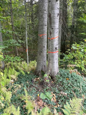 $35,000 | 2319 East Hill Road, Woodbury, VT 05658