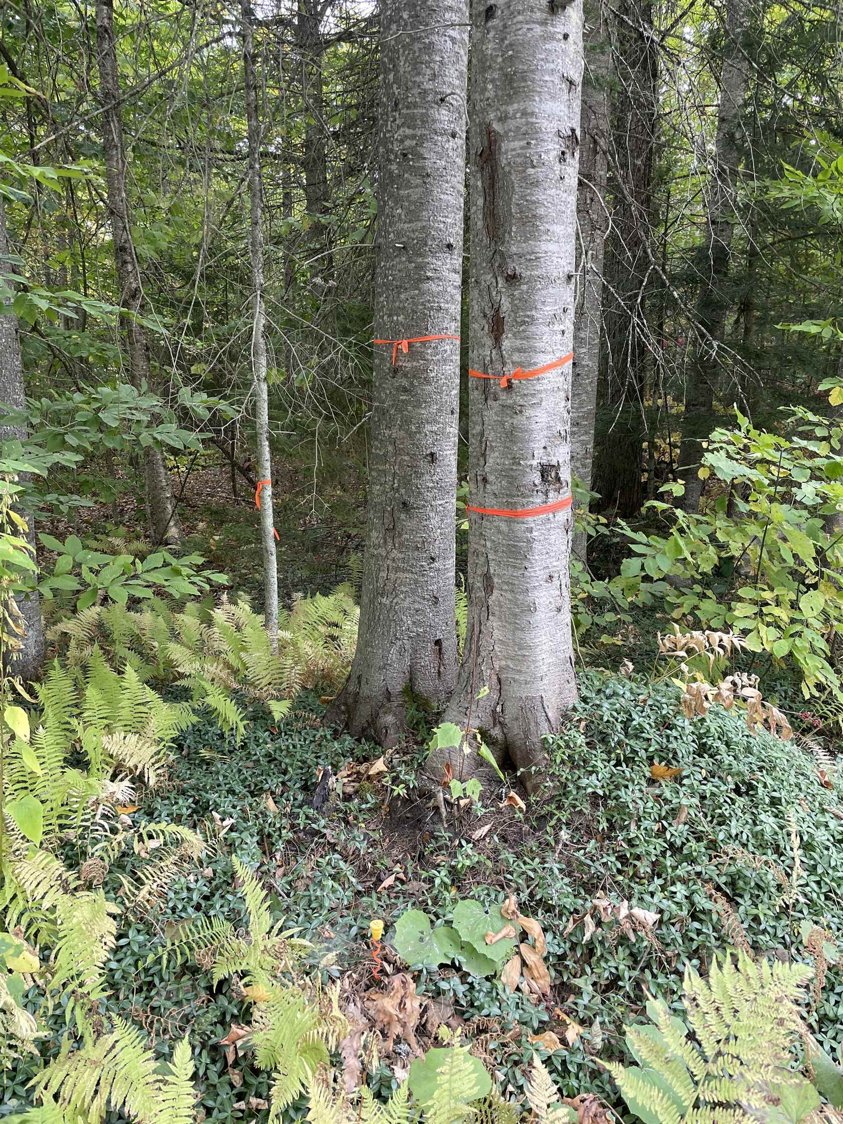 2319 East Hill Road Woodbury, VT 05658 - Photo 5 of 5