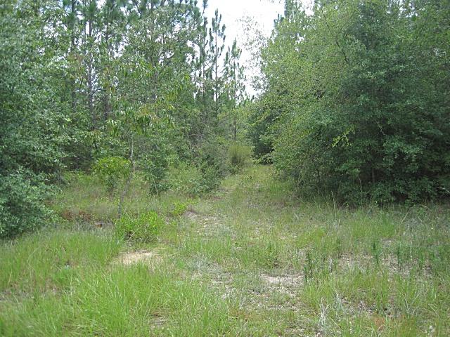 0 Cedar Springs Farm Road Holt, FL 32564 - Photo 3 of 6 Gallery Image 3