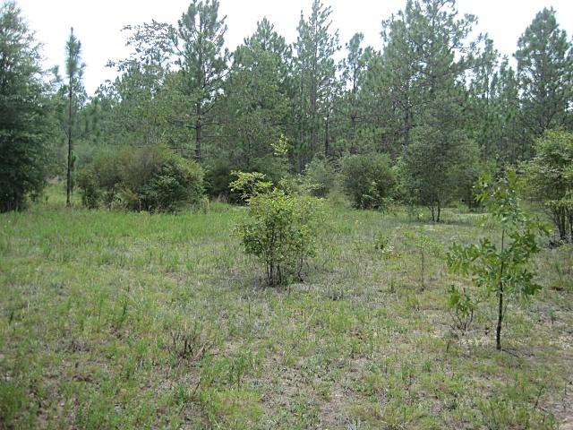 0 Cedar Springs Farm Road Holt, FL 32564 - Photo 4 of 6 Gallery Image 4