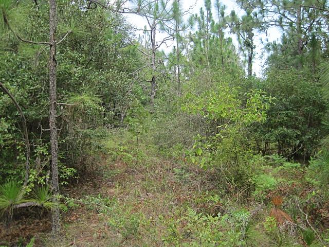0 Cedar Springs Farm Road Holt, FL 32564 - Photo 5 of 6 Gallery Image 5