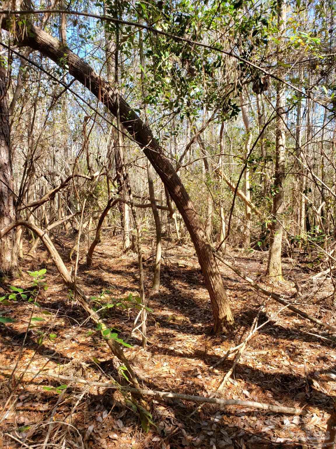 Lot 39 Arbor Ridge Road Pace, FL 32571 - Photo 12 of 26