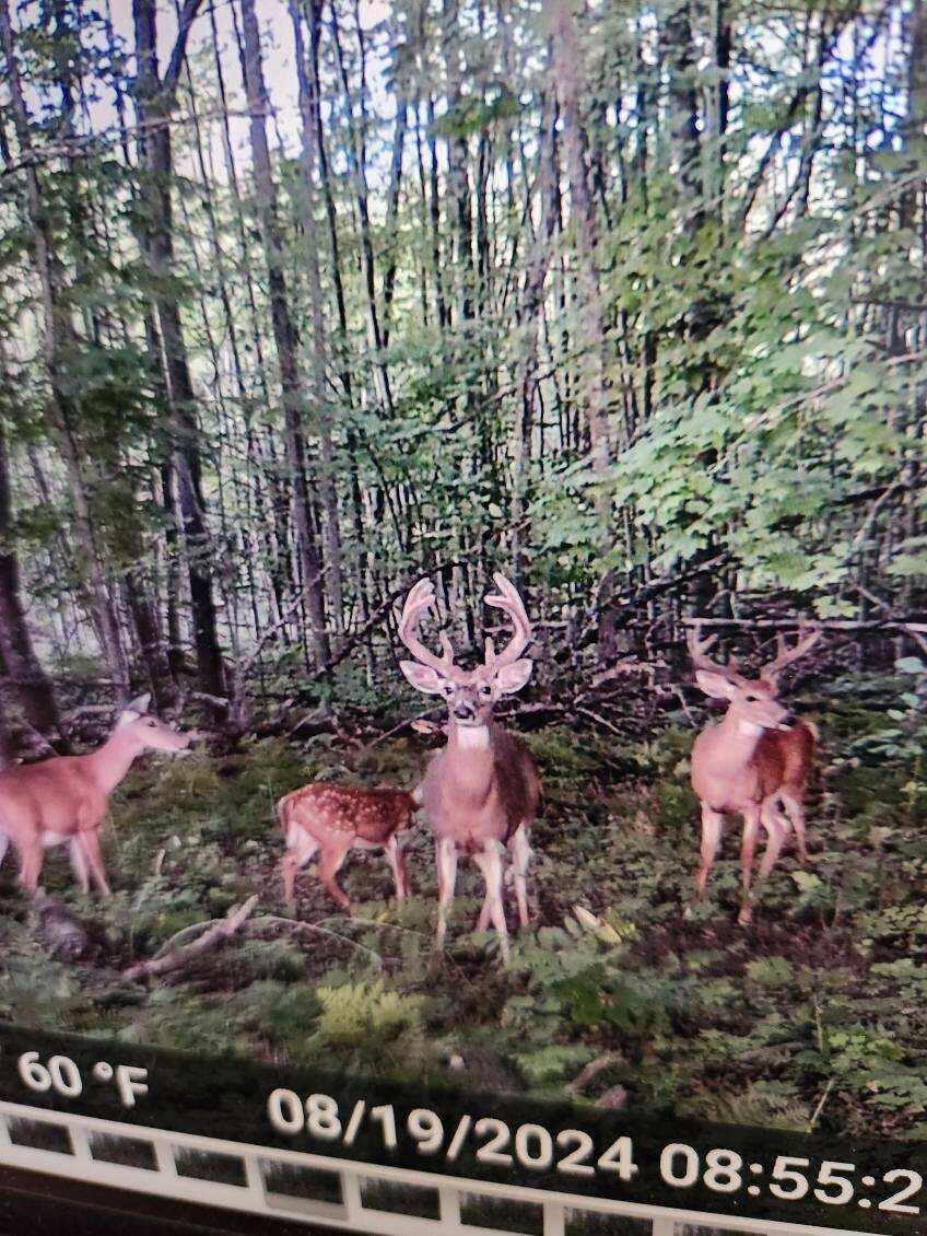 Off Ottawa & Penny Road Brutus, MI 49716 - Photo 17 of 22 Gallery Image 17