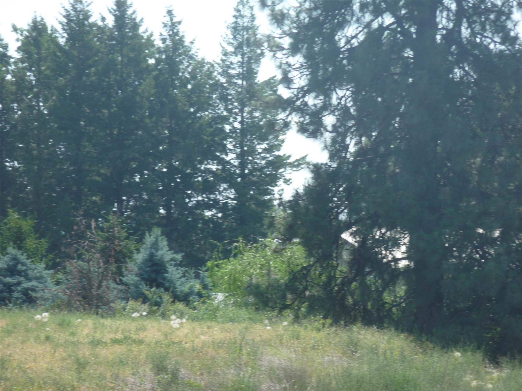 0 South Betz/murphy Road Cheney, WA 99004 - Photo 4 of 11
