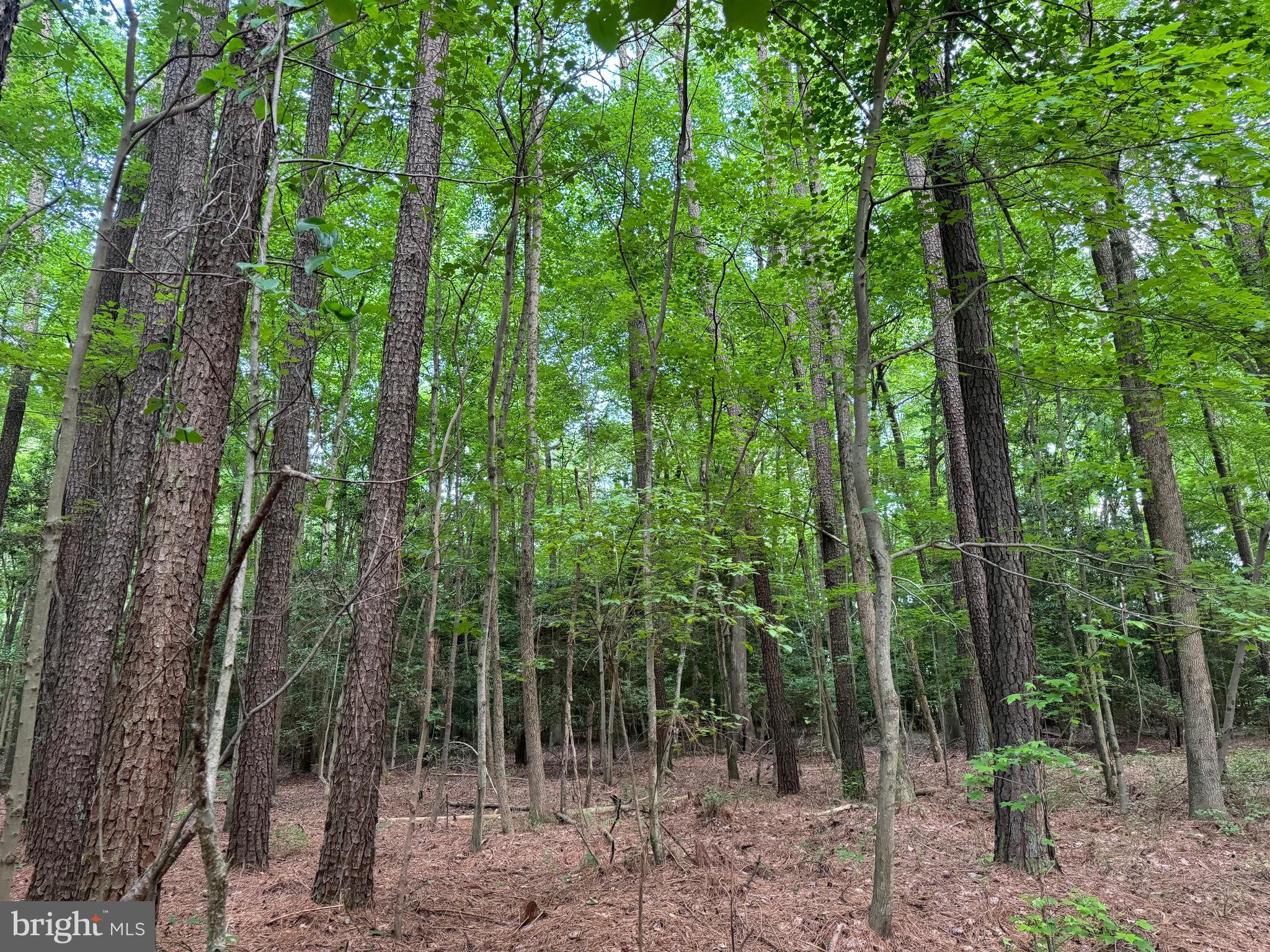 0 Rising Eagle Road Mardela Springs, MD 21837 - Photo 12 of 14 a view of forest