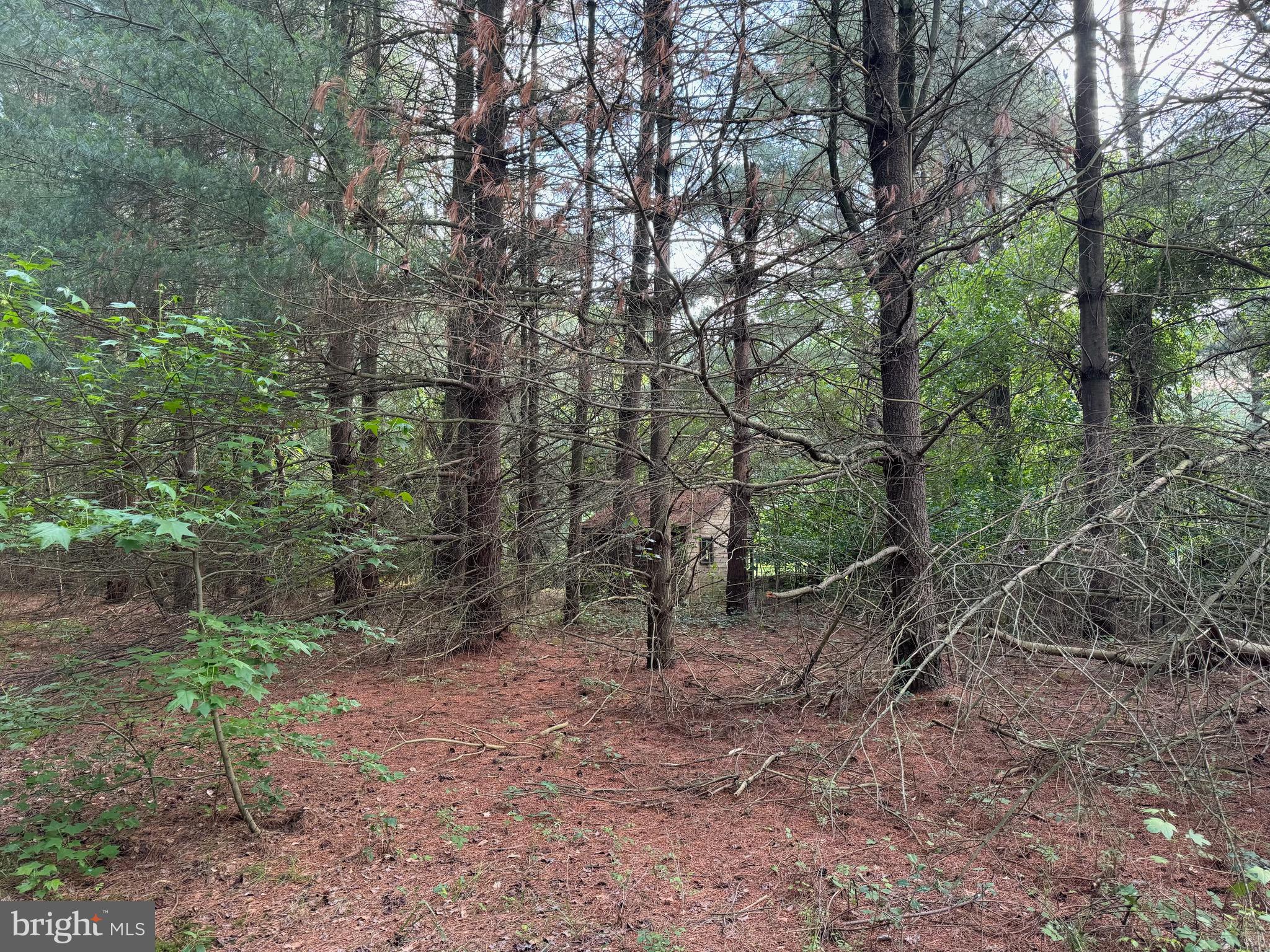 0 Rising Eagle Road Mardela Springs, MD 21837 - Photo 14 of 14 a view of a forest with trees in the background