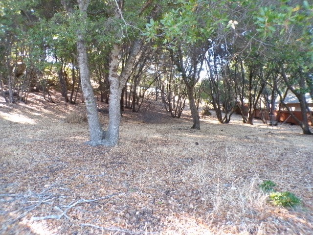 a view of empty space with tree s
