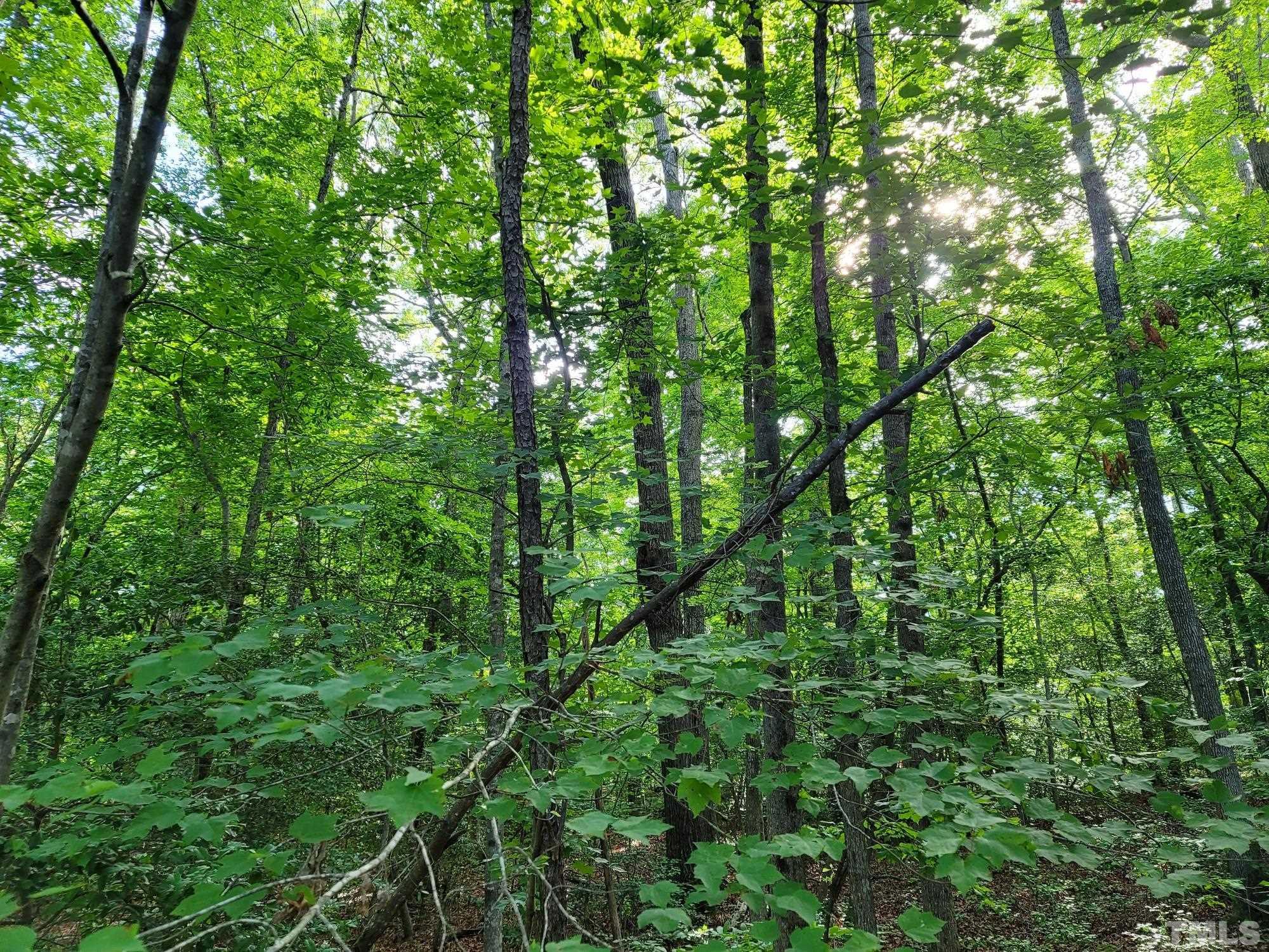 2058 Cedar Circle Sanford, NC 27332 - Photo 10 of 14 a view of a lush green forest