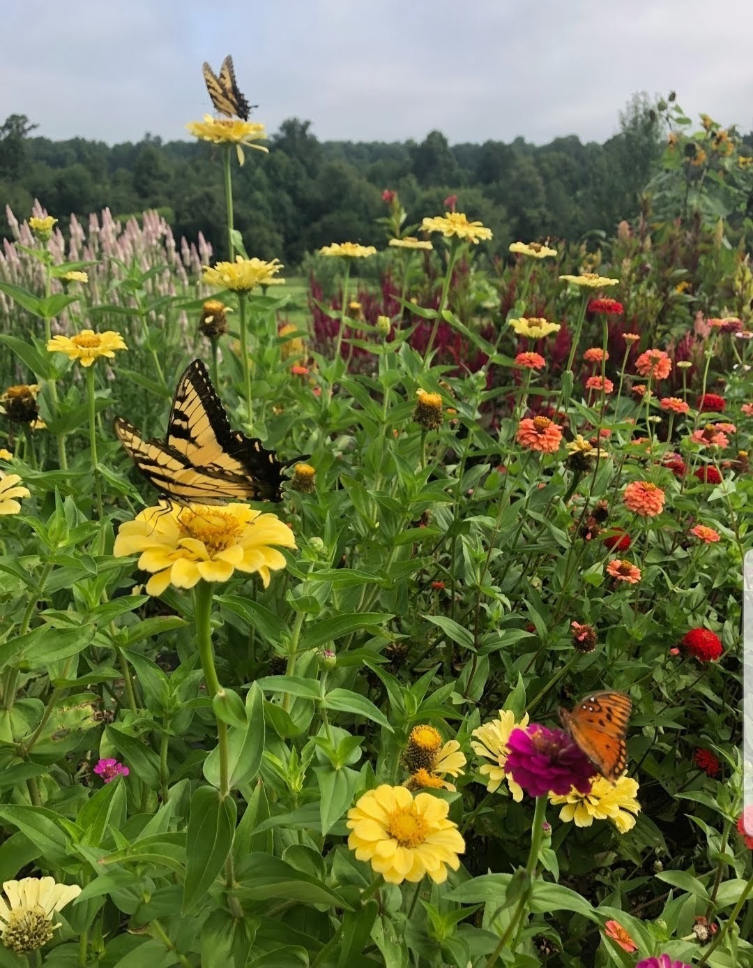 7308 Walker Road Fairview, TN 37062 - Photo 33 of 36 a view of a flower