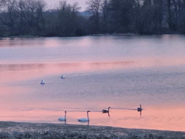 10703 187th Street Silver Lake, MN 55381 - Photo 50 of 61