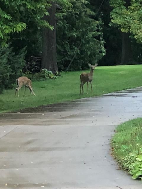 10703 187th Street Silver Lake, MN 55381 - Photo 56 of 61