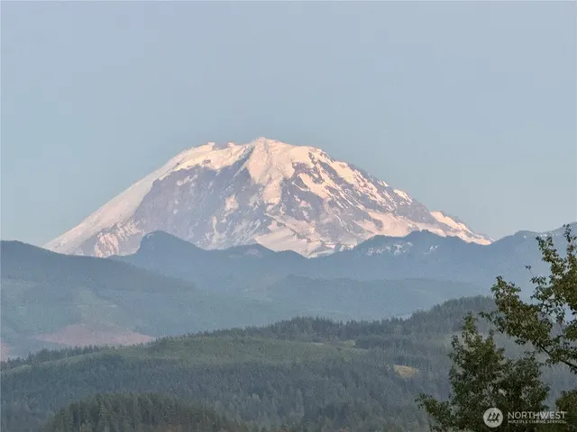 a view of wooden floor and a plant in a room