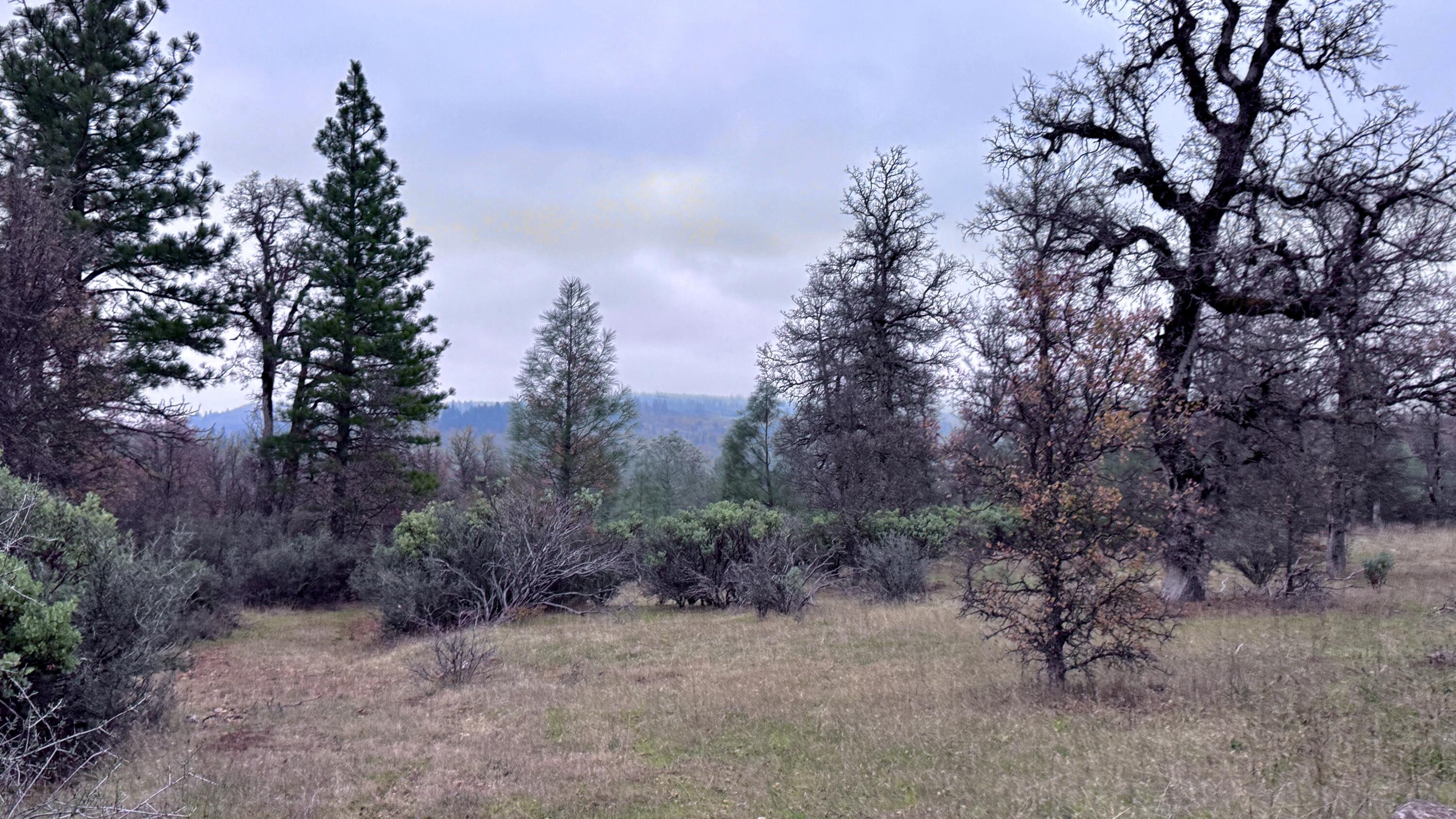 15.77 Acres Dittman Road Montgomery Creek, CA 96065 - Photo 5 of 26 FullSizeRender