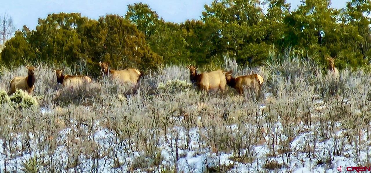 a view of a tree in a field of a house