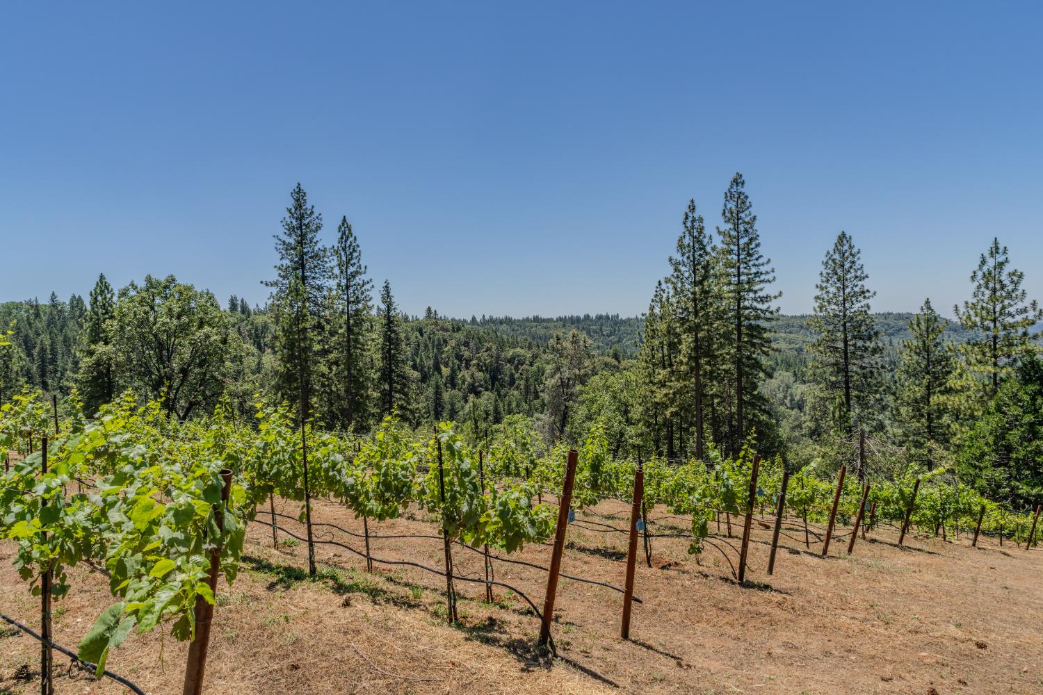 18591 Ponderosa Hills Road Volcano, CA 95689 - Photo 26 of 92