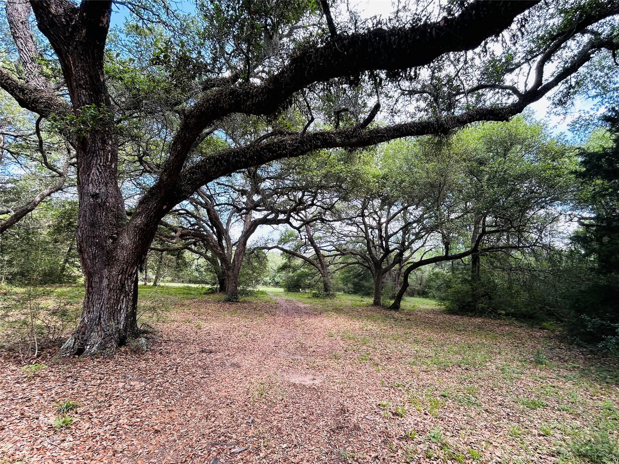 50-acres Dunlavy Road Cat Spring, TX 78933 - Photo 3 of 18