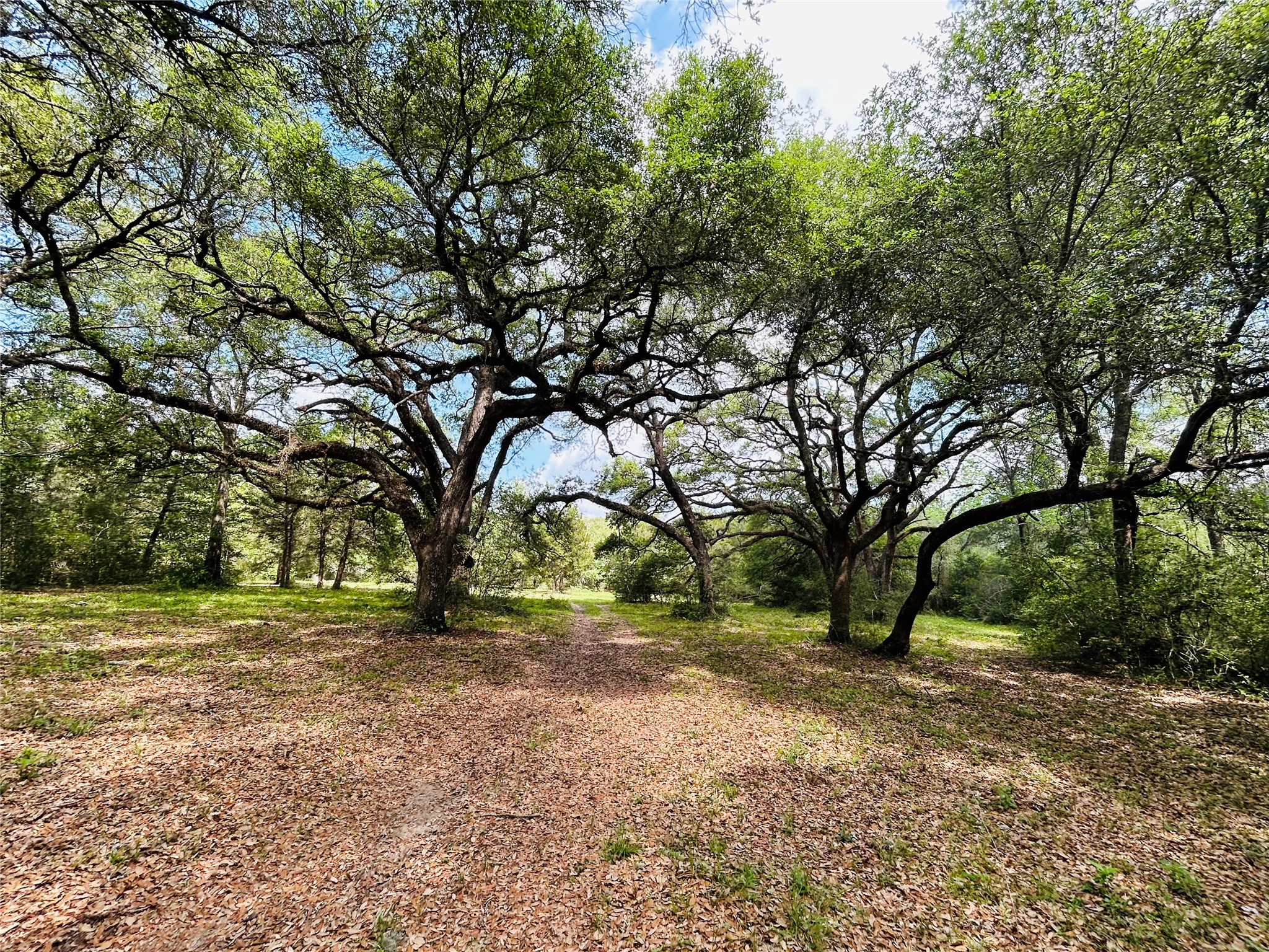 50-acres Dunlavy Road Cat Spring, TX 78933 - Photo 4 of 18