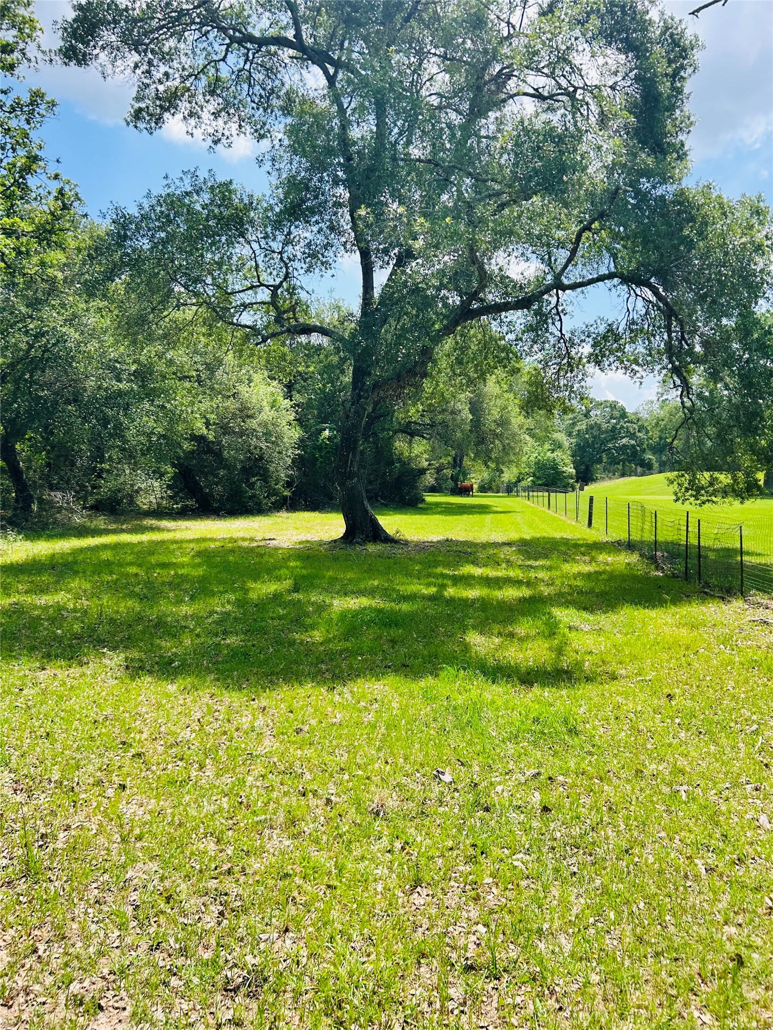 50-acres Dunlavy Road Cat Spring, TX 78933 - Photo 6 of 18