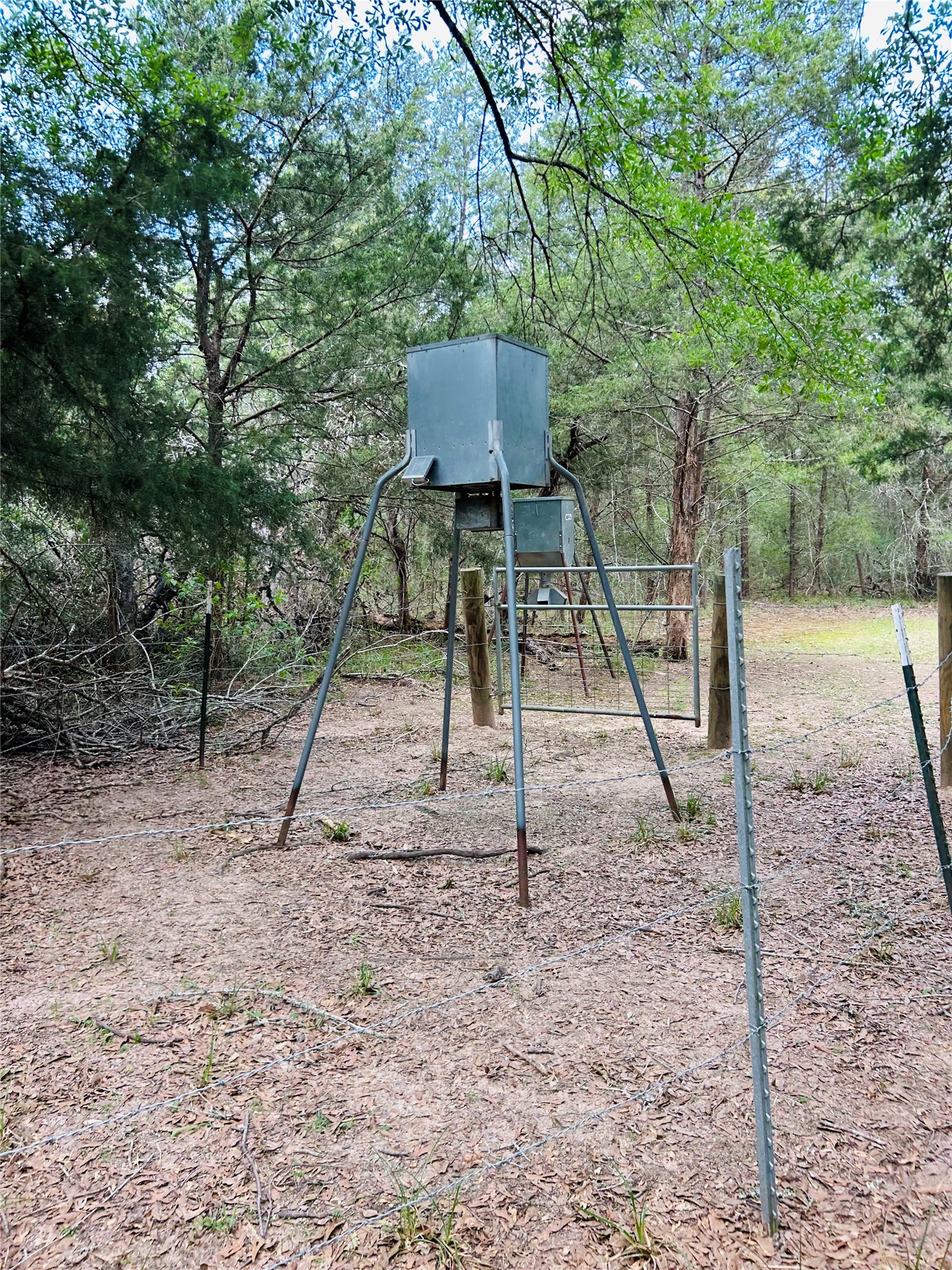 50-acres Dunlavy Road Cat Spring, TX 78933 - Photo 8 of 18
